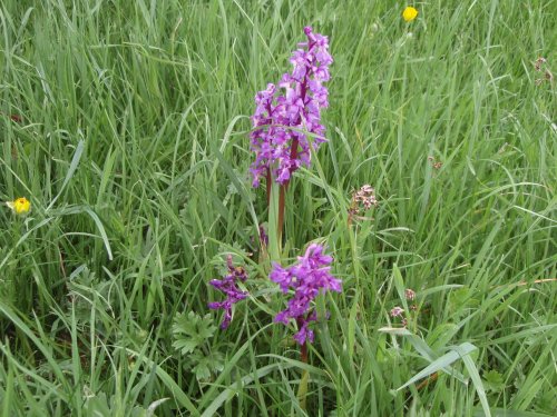 Early Purple Orchid